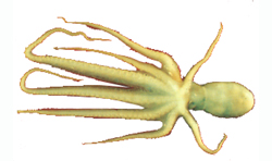   () Octopus variabilis 